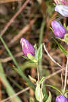 Catesby's gentian